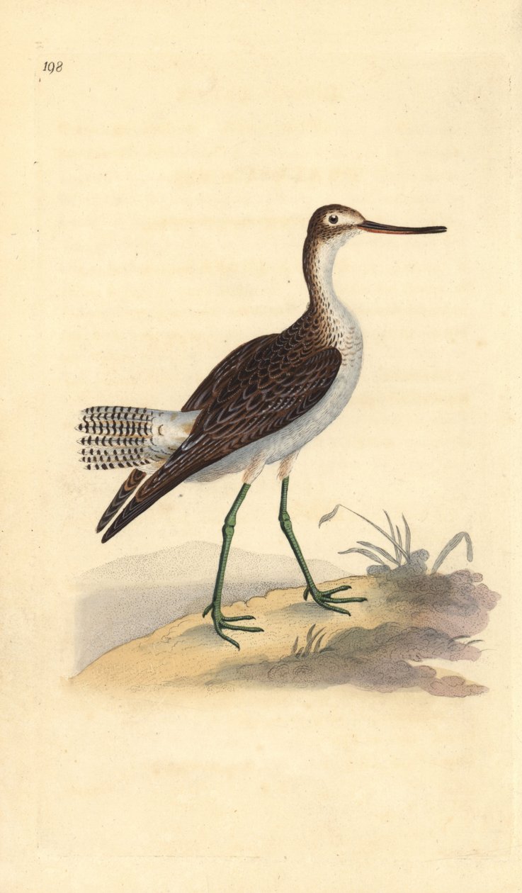 Piro piro maggiore, Tringa nebularia. Incisione colorata a mano tratta da Edward Donovan dal suo Natural History of British Birds, Londra da Edward Donovan