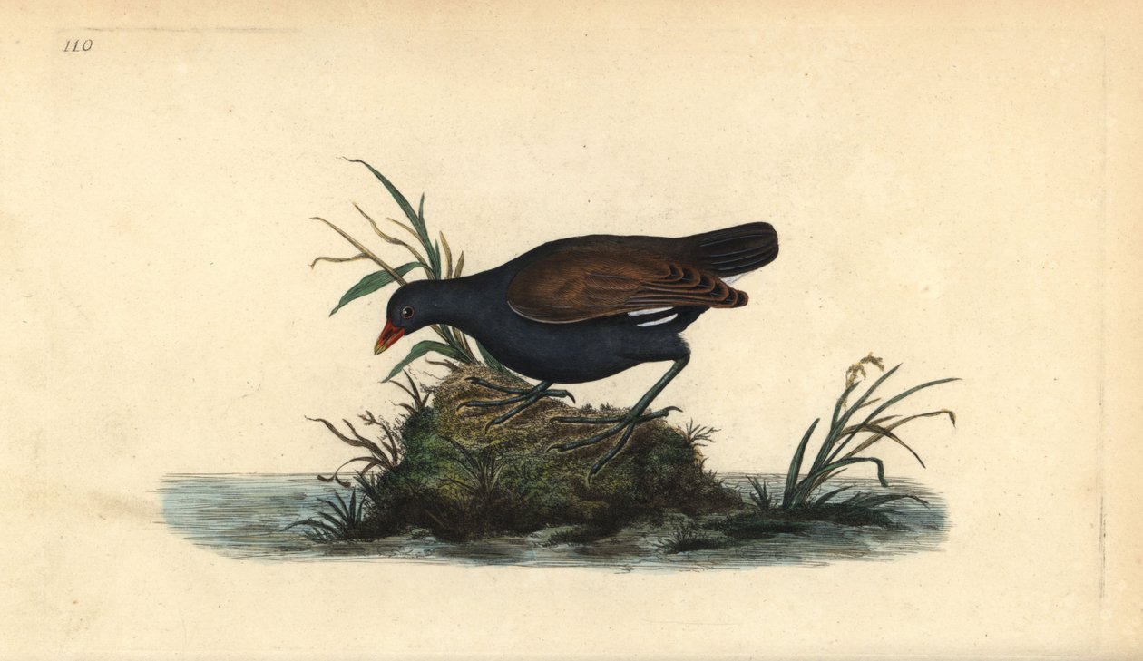 Gallinella d
