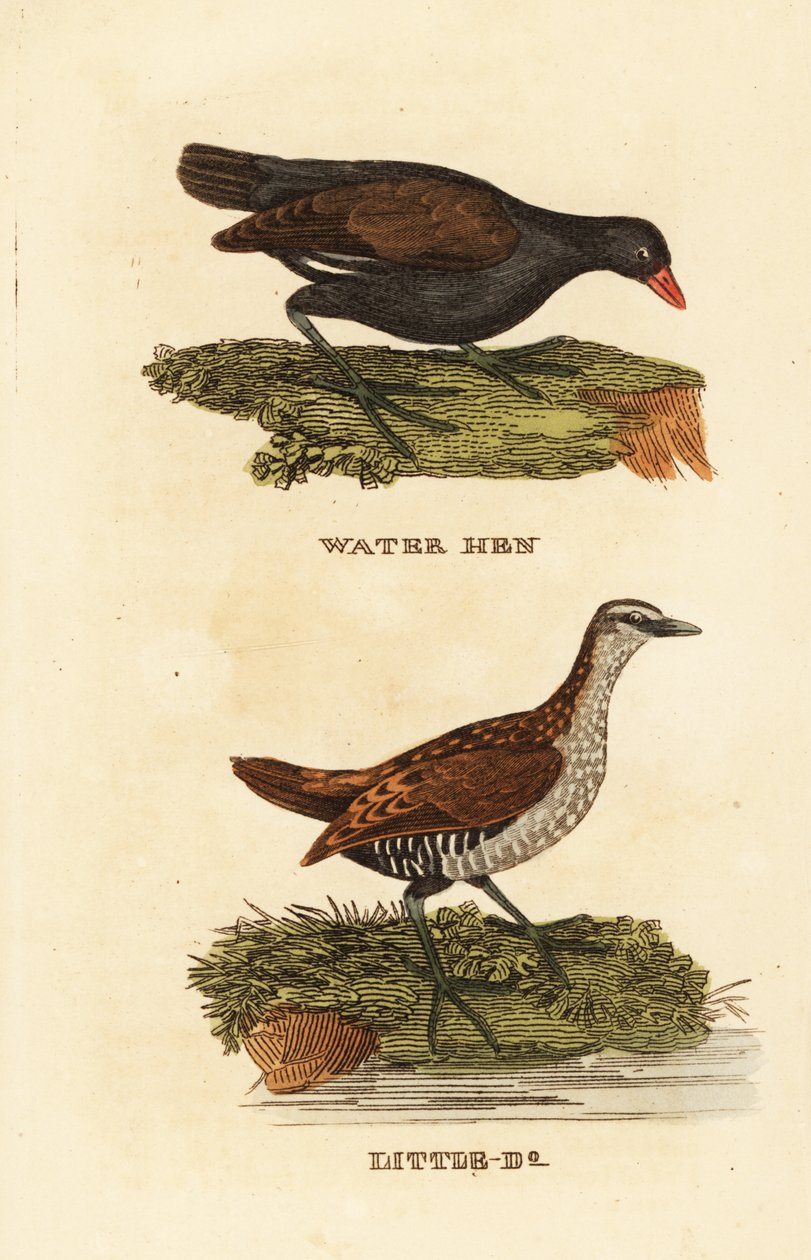 Gallinella d