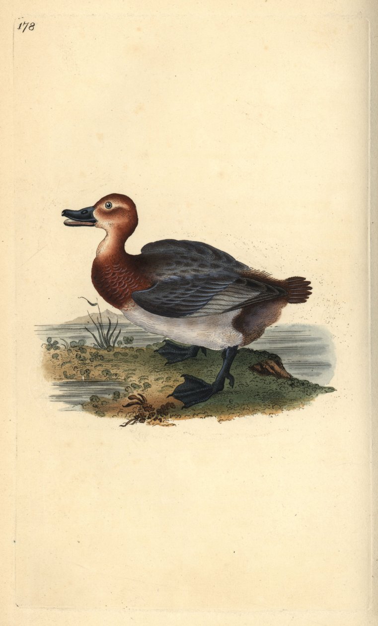 Moriglione, Aythya ferina (femmina) da Edward Donovan