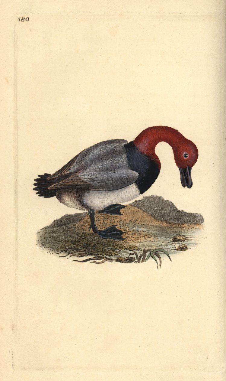 Moriglione comune o fischione dalla testa rossa, Aythra ferina (maschio). Incisione colorata a mano tratta da Edward Donovan dal suo Natural History of British Birds, Londra da Edward Donovan