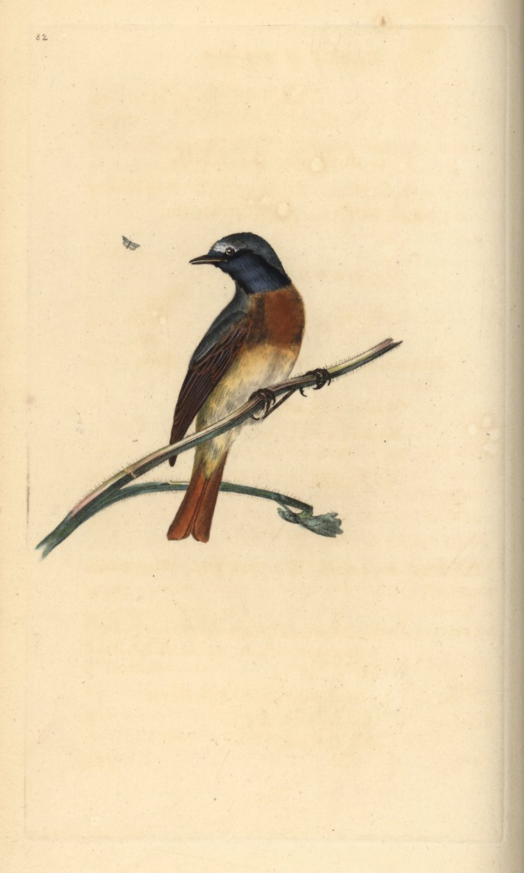 Phoenicurus phoenicurus. Incisione a mano colorata disegnata e incisa da Edward Donovan dal suo "Natural History of British Birds," Londra da Edward Donovan