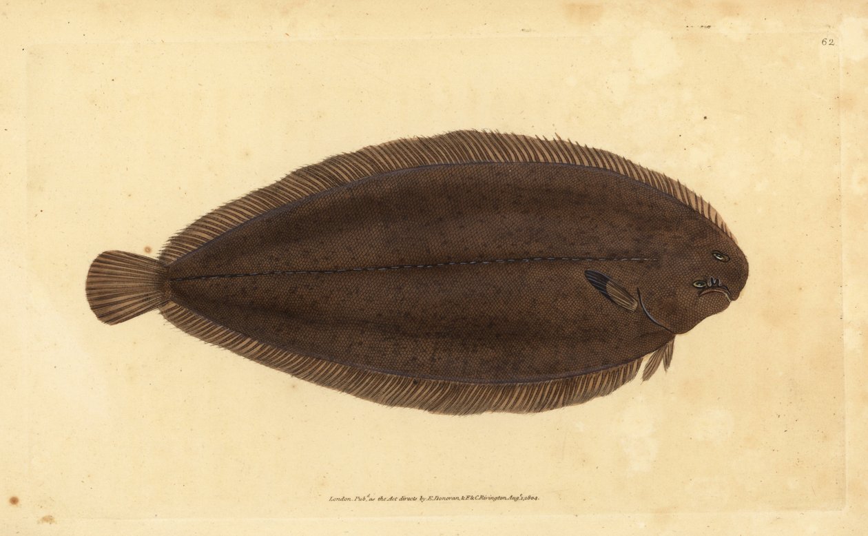 Sogliola comune o sogliola di Dover, Solea solea (Pleuronectes solea). Incisione a mano colorata disegnata e incisa da Edward Donovan dalla sua Storia Naturale dei Pesci Britannici, Donovan e F.C. e J. Rivington, Londra da Edward Donovan