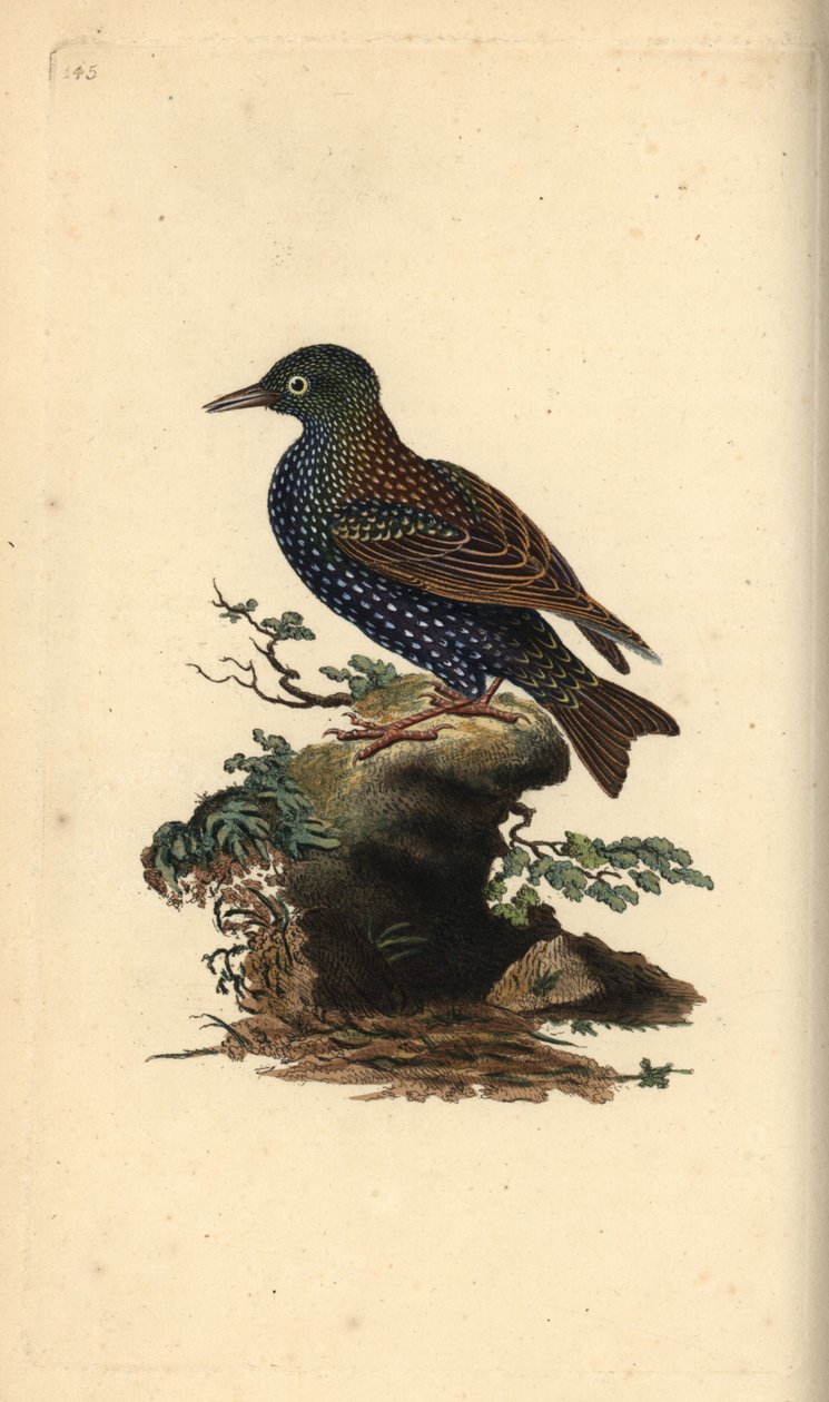 Storno comune, Sturnus vulgaris. Incisione a mano colorata disegnata e incisa da Edward Donovan dal suo "Storia Naturale degli Uccelli Britannici", Londra da Edward Donovan