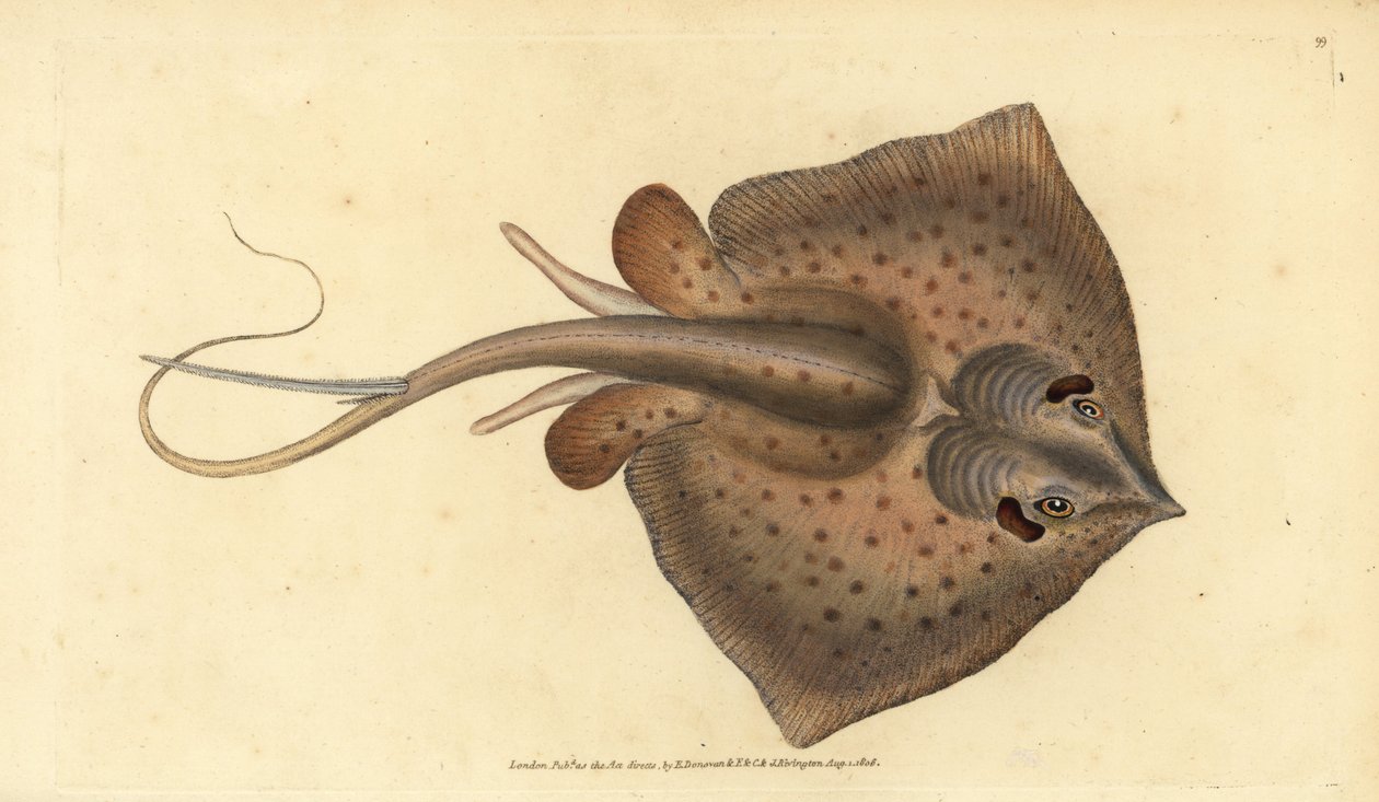 Razza comune, Dasyatis pastinaca. Incisione a mano colorata disegnata e incisa da Edward Donovan dal suo 