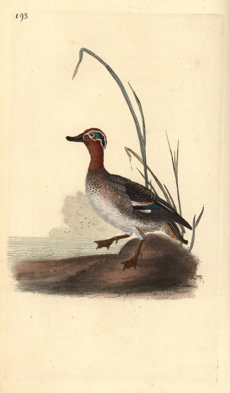Alzavola comune, Anas crecca, maschio da Edward Donovan