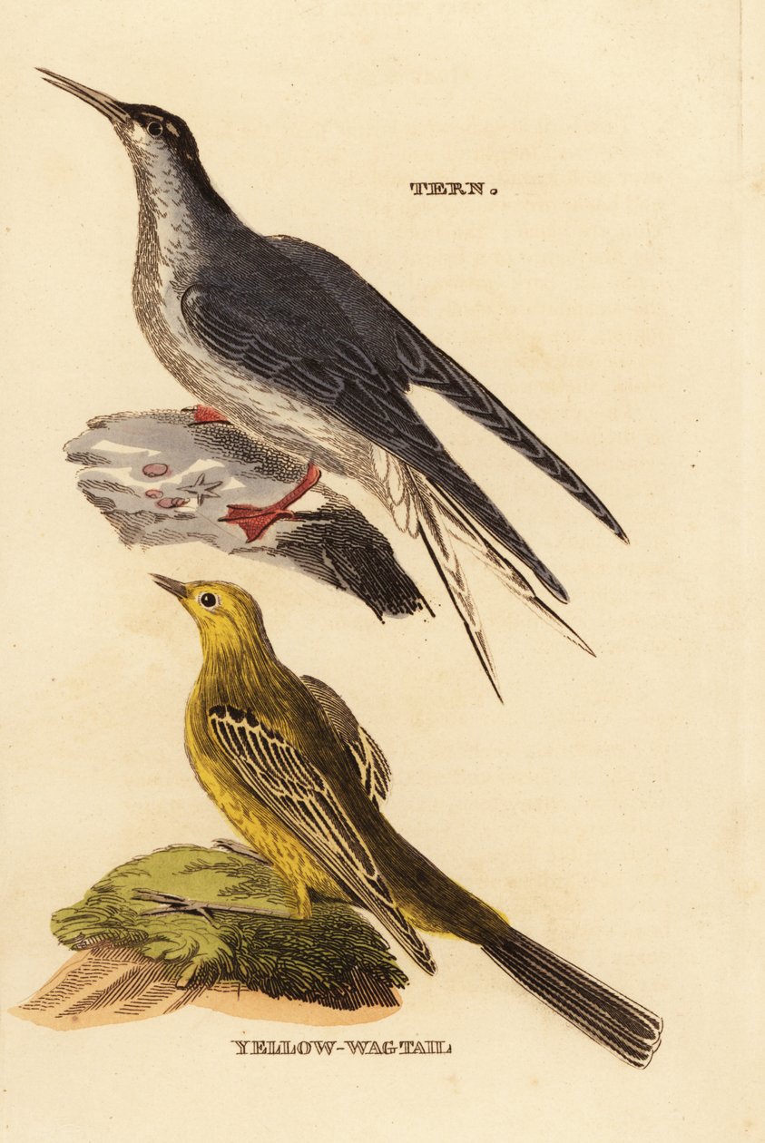 Sterna comune, Sterna hirundo, e ballerina gialla, Motacilla flava da Edward Donovan