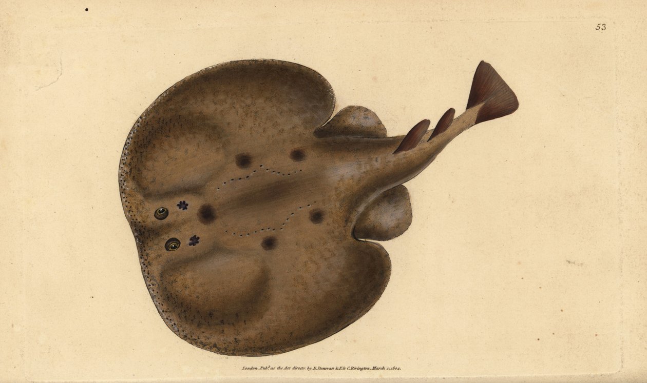 Torpedo comune o razza elettrica dagli occhi, Raja torpedo. Ramata colorata a mano disegnata e incisa da Edward Donovan dal suo Natural History of British Fishes, Donovan and F.C. and J. Rivington, Londra da Edward Donovan