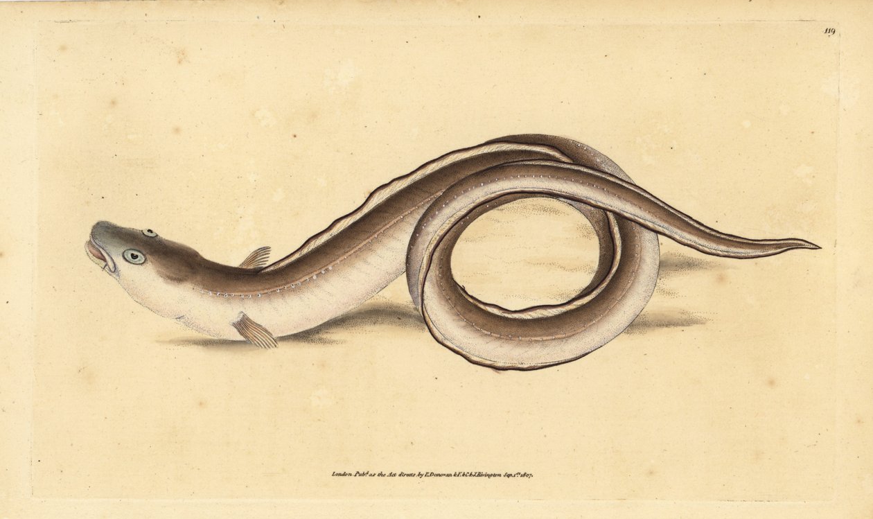 Muraena conger. Incisione a mano colorata disegnata e incisa da Edward Donovan dal suo Natural History of British Fishes, Donovan e F.C. e J. Rivington, Londra da Edward Donovan