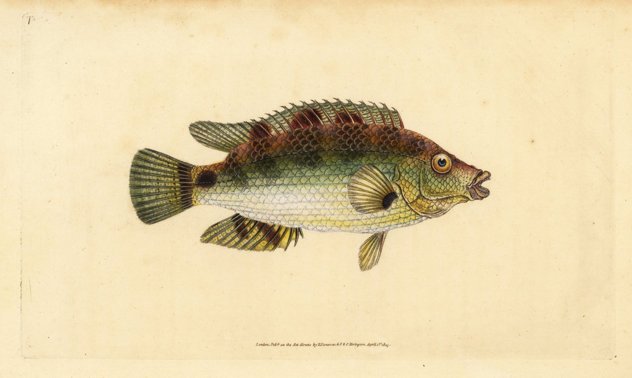 Symphodus melops (Labrus cornubius). Incisione a mano colorata disegnata e incisa da Edward Donovan dal suo "Natural History of British Fishes", Donovan e F.C. e J. Rivington, Londra da Edward Donovan