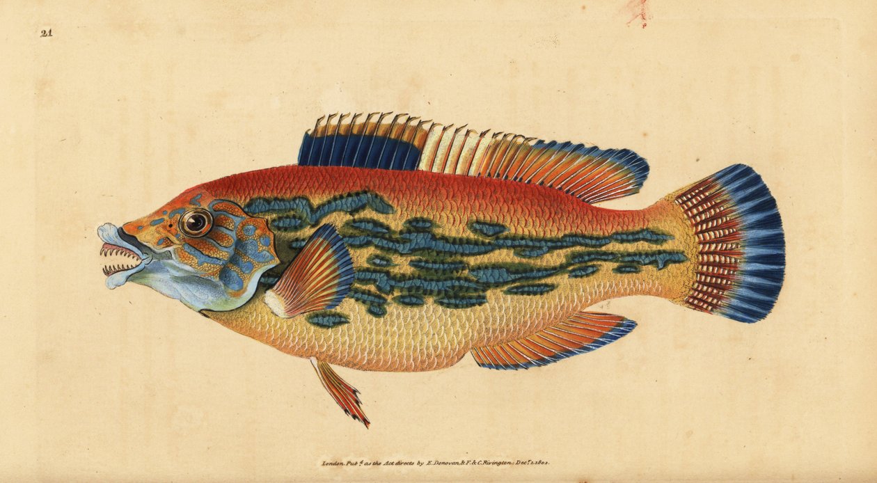 Labrido cuculo, Labrus mixtus (Labrido striato, Labrus variegatus). Incisione colorata a mano tratta da Edward Donovan dal suo Natural History of British Fishes, Donovan e F.C. e J. Rivington, Londra da Edward Donovan