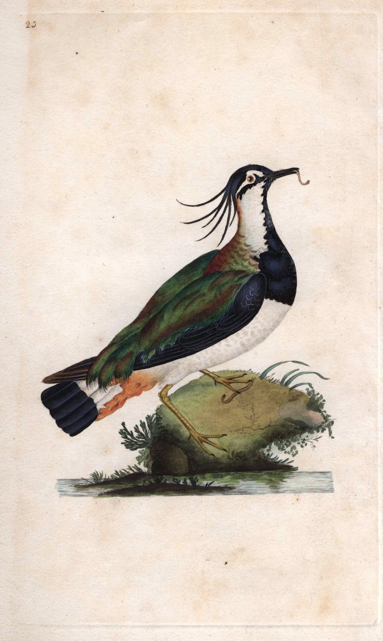Vanellus vanellus (Tringa vanellus). Incisione su rame di Edward Donovan (1768-1837), pubblicata in Histoire naturelle des oiseaux britanniques, Londra da Edward Donovan