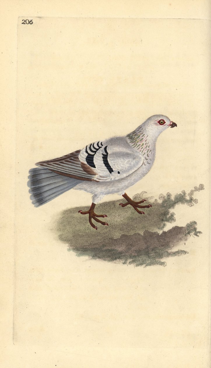 Piccione domestico, Columba livia domestica da Edward Donovan
