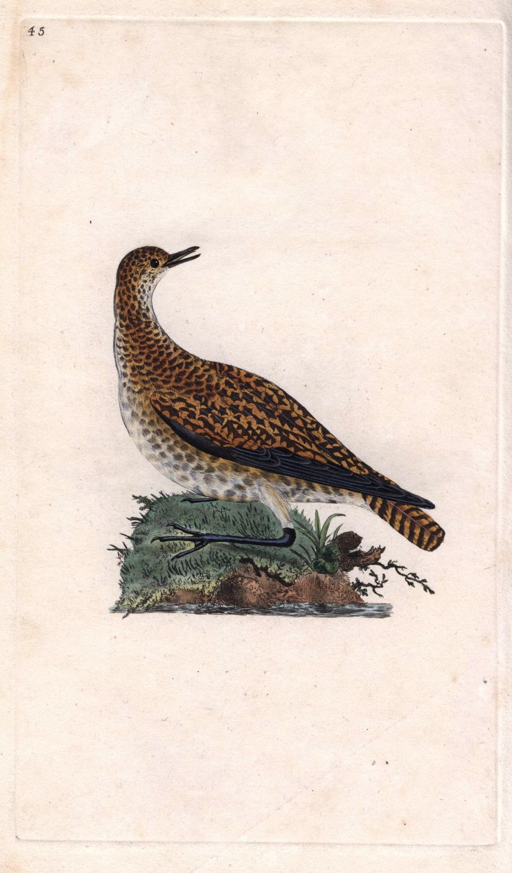 Piviere dorato, Pluvialis apricaria da Edward Donovan