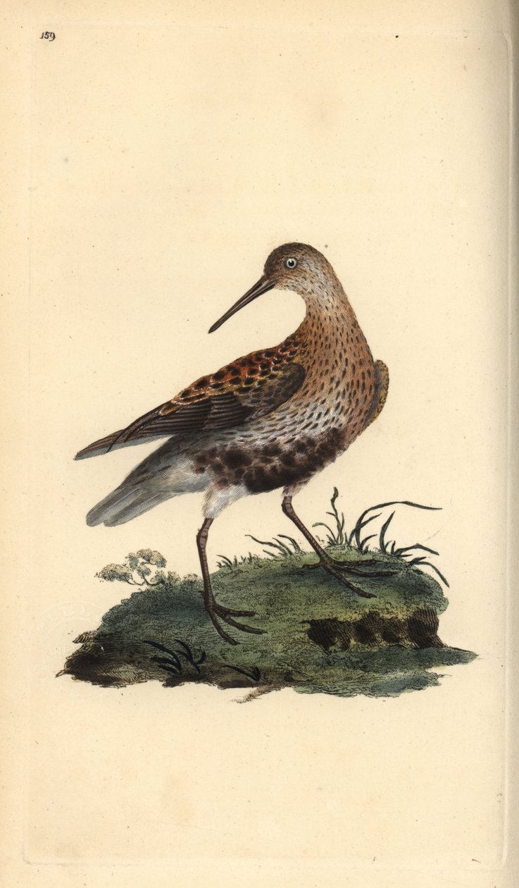 Piovanello pancianera, Calidris alpina da Edward Donovan
