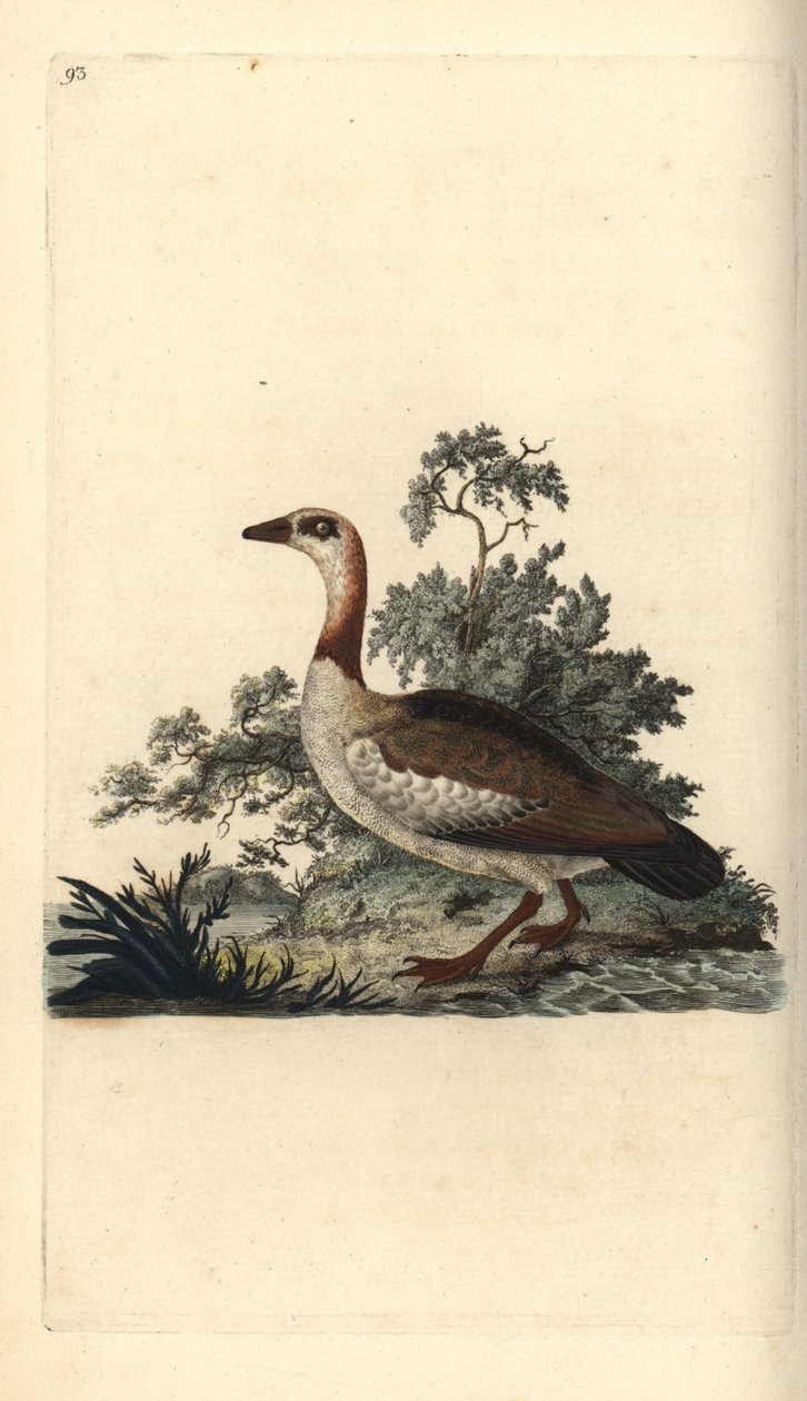 Oca egiziana, Alopochen aegyptiacus da Edward Donovan