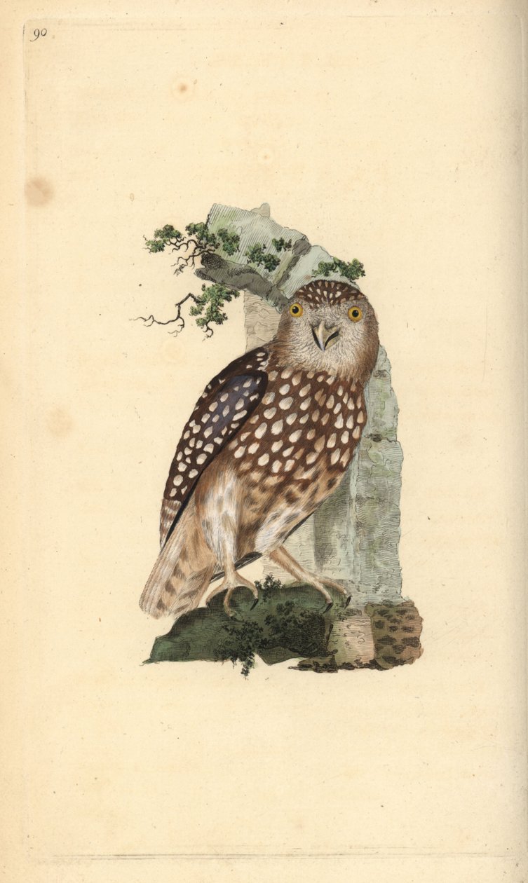 Civetta nana eurasiatica, Glaucidium passerinum da Edward Donovan