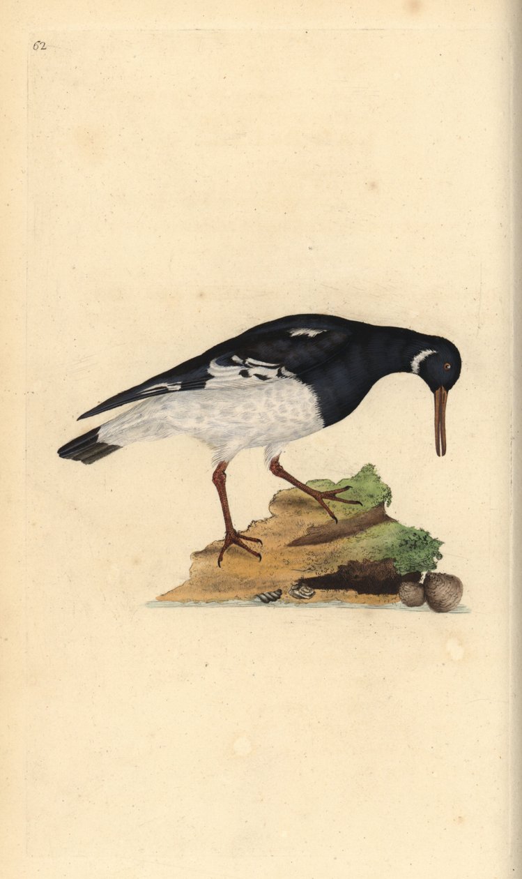 Beccaccia di mare eurasiatica, Haematopus ostralegus da Edward Donovan