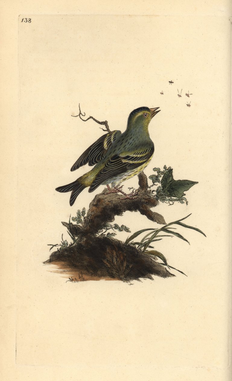 Lucherino eurasiatico, Carduelis spinus da Edward Donovan