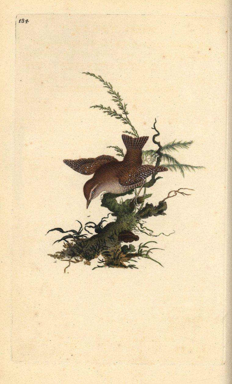 Scricciolo eurasiatico, Troglodytes troglodytes da Edward Donovan