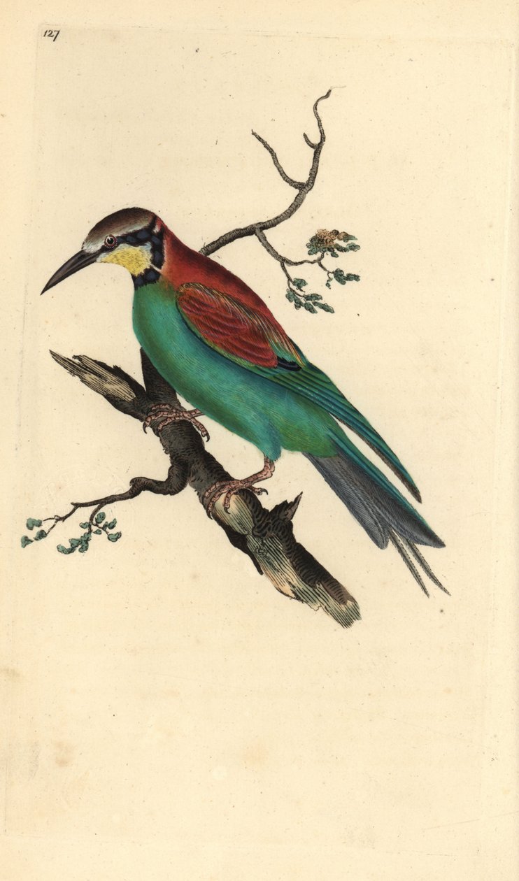 Gruccione, Merops apiaster da Edward Donovan