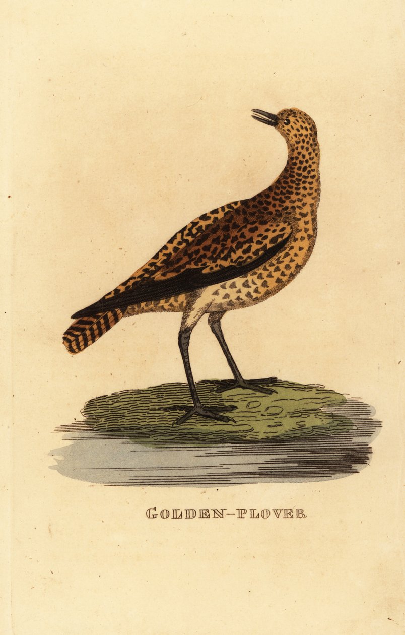 Piviere dorato europeo, Pluvialis apricaria da Edward Donovan