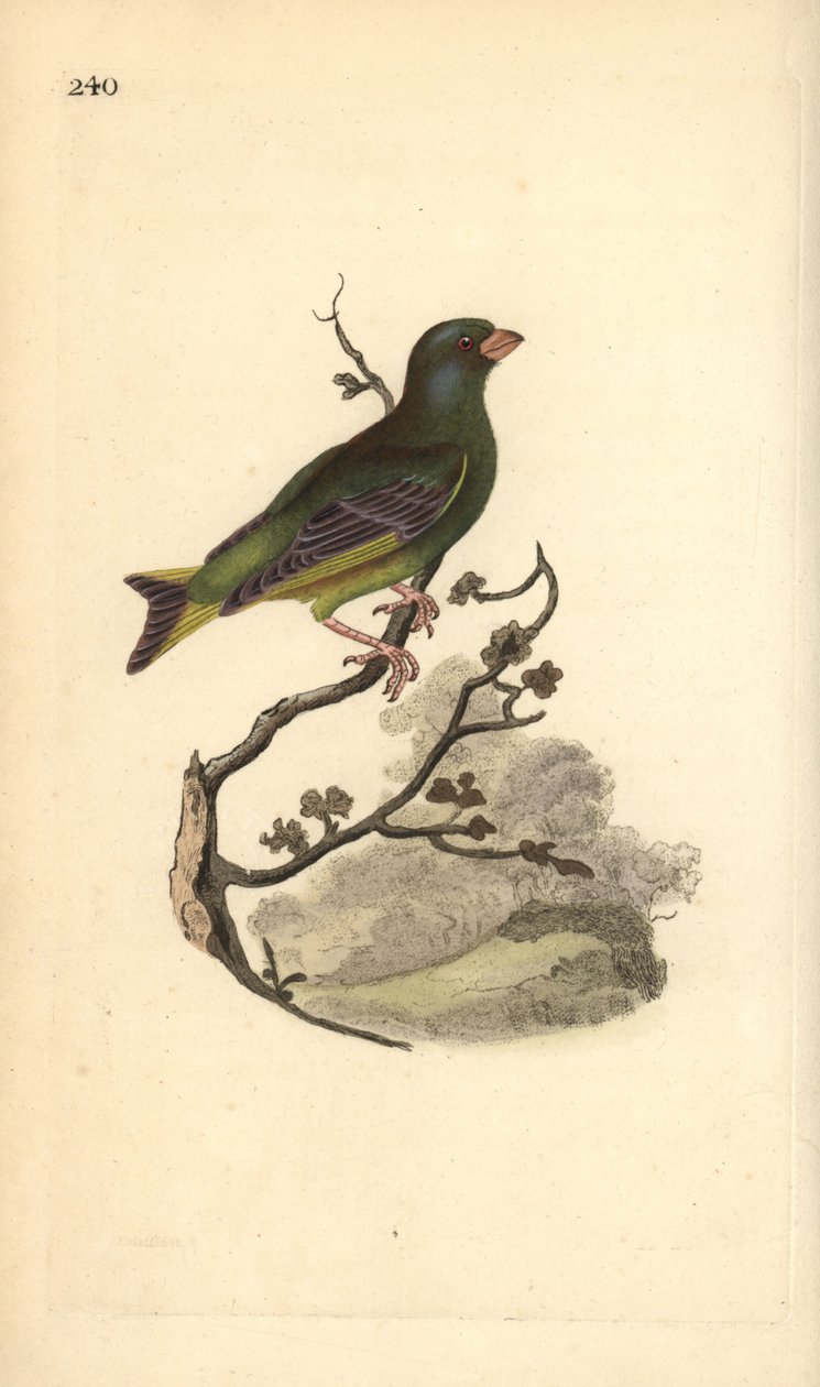 Verdone, Carduelis chloris da Edward Donovan