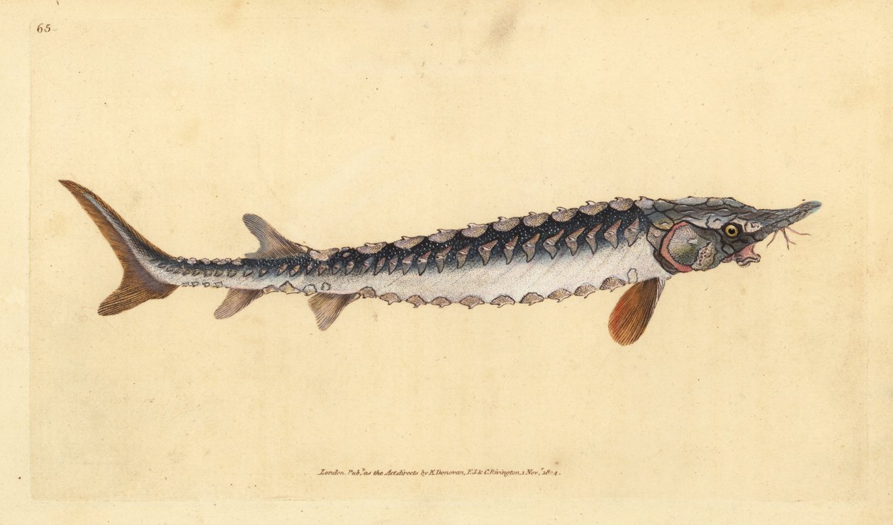 Storione europeo o comune. Criticamente in pericolo. Incisione a mano colorata disegnata e incisa da Edward Donovan dalla sua Storia Naturale dei Pesci Britannici, Donovan e F.C. e J. Rivington, Londra da Edward Donovan