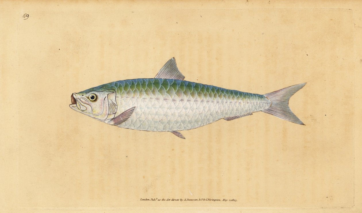 Sardina europea, Sardina pilchardus da Edward Donovan