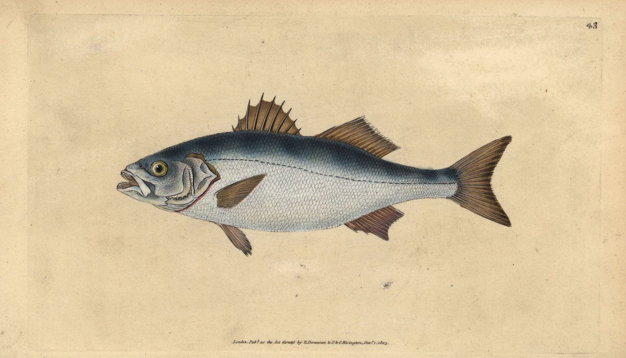 Spigola europea, Dicentrarchus labrax (Basse, Perca labrax). Incisione colorata a mano tratta da Edward Donovan dal suo Natural History of British Fishes, Donovan e F.C. e J. Rivington, Londra da Edward Donovan