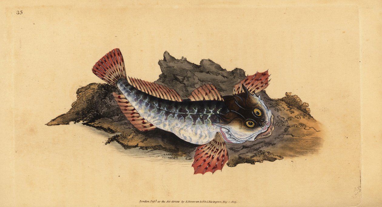 Scorfano di mare, Myoxocephalus scorpius (Cottus scorpius). Rame inciso e colorato a mano disegnato e inciso da Edward Donovan dalla sua Storia Naturale dei Pesci Britannici, Donovan e F.C. e J. Rivington, Londra da Edward Donovan