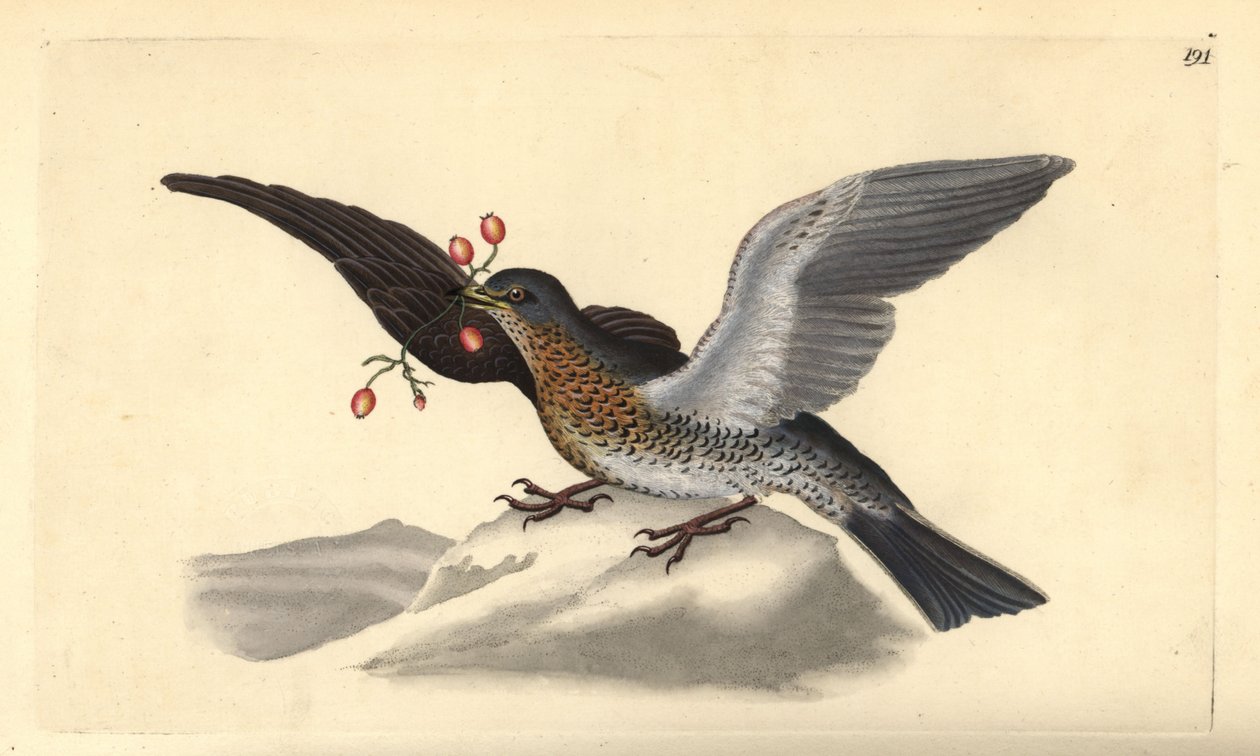 Cesena, Turdus pilaris. Incisione a mano colorata disegnata e incisa da Edward Donovan dalla sua "Storia Naturale degli Uccelli Britannici", Londra da Edward Donovan