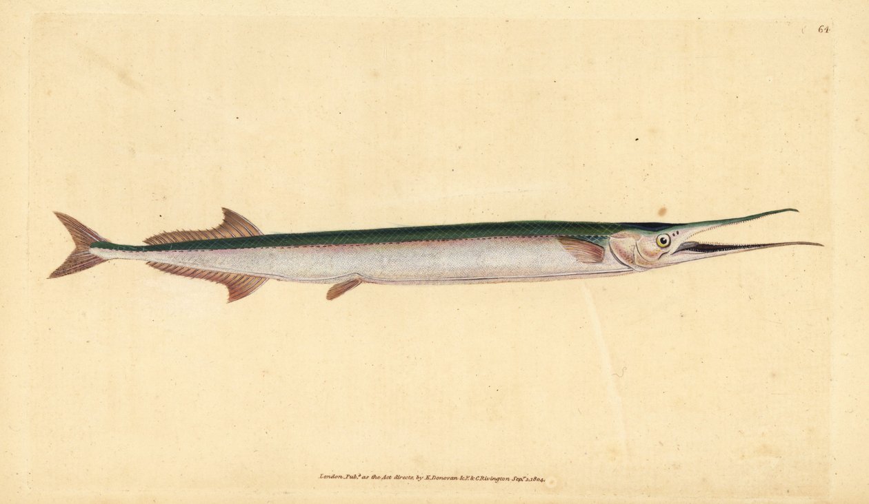 Aguglia, Belone belone da Edward Donovan