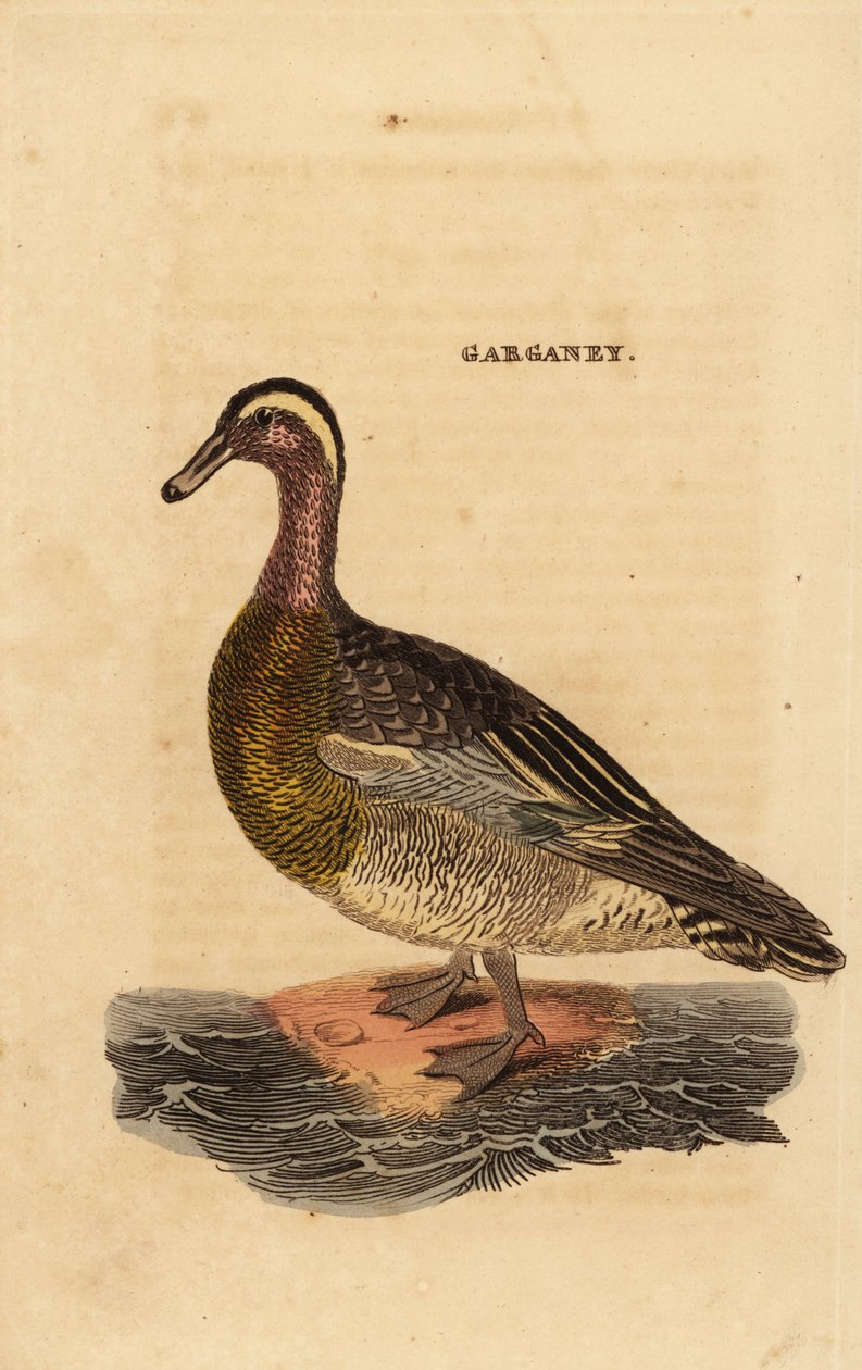 Marzaiola, Spatula querquedula, piccola anatra tuffatrice da Edward Donovan