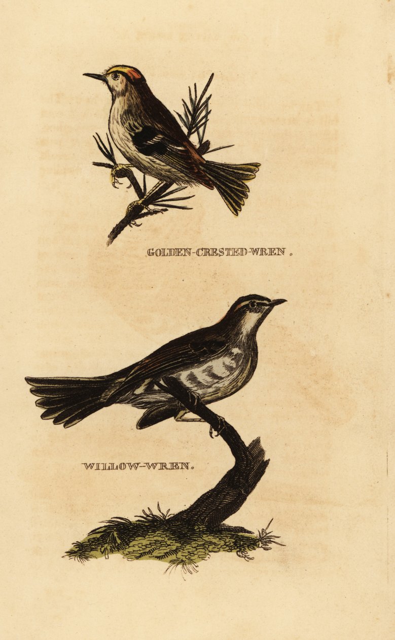 Regolo, Regulus regulus, e luì grosso, Phylloscopus trochilus da Edward Donovan