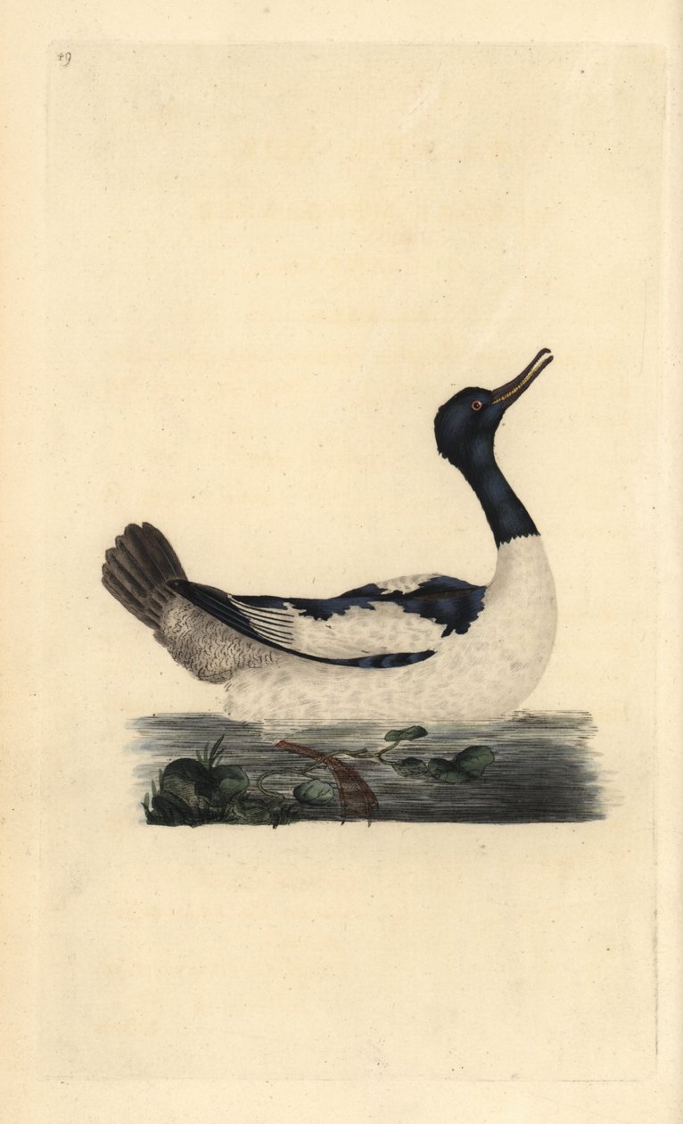 Mergus merganser. Incisione a mano colorata disegnata e incisa da Edward Donovan dal suo "Natural History of British Birds," Londra da Edward Donovan
