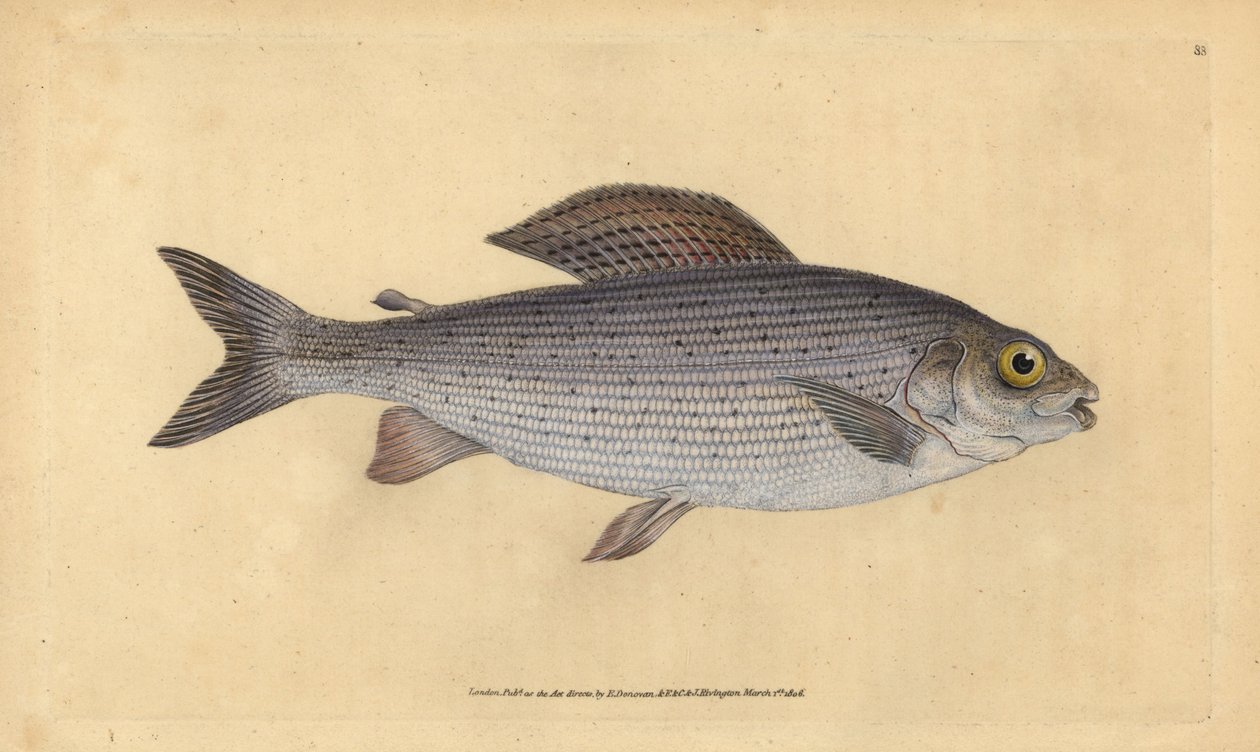 Temolo, Thymallus thymallus. Incisione a mano colorata disegnata e incisa da Edward Donovan dal suo 
