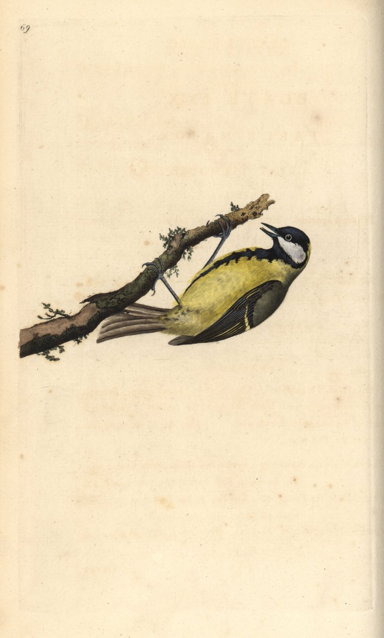 Cinciallegra, Parus major da Edward Donovan