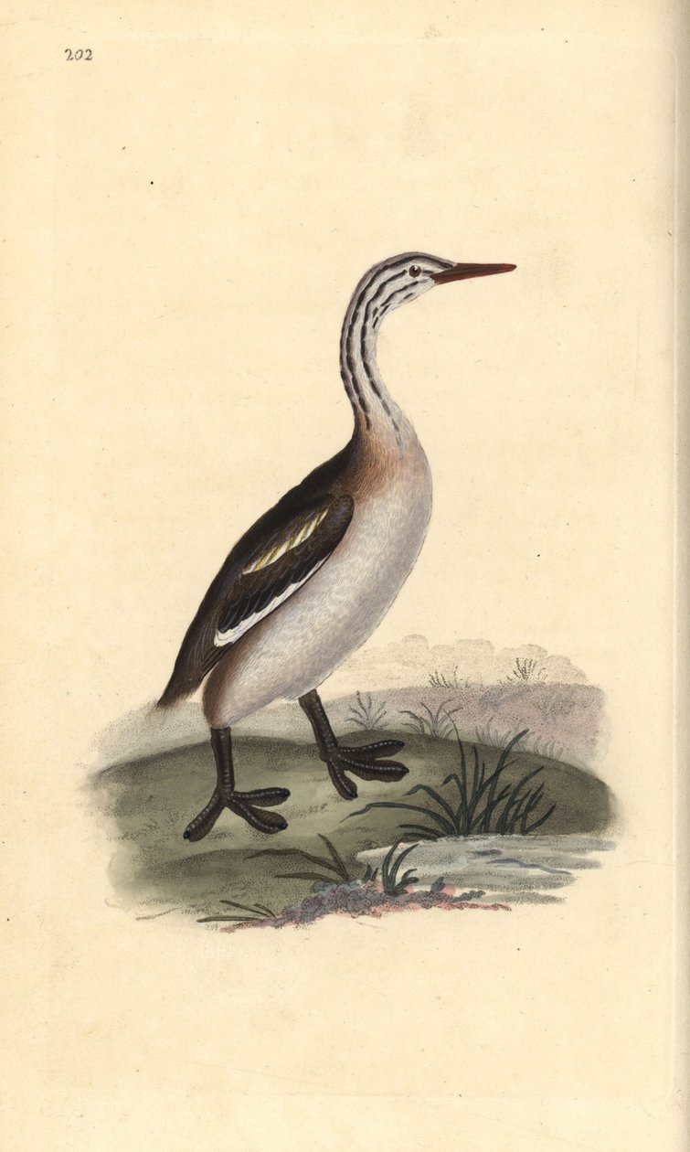 Svasso maggiore, Podiceps cristatus. Incisione a mano colorata disegnata e incisa da Edward Donovan dalla sua "Storia Naturale degli Uccelli Britannici", Londra da Edward Donovan