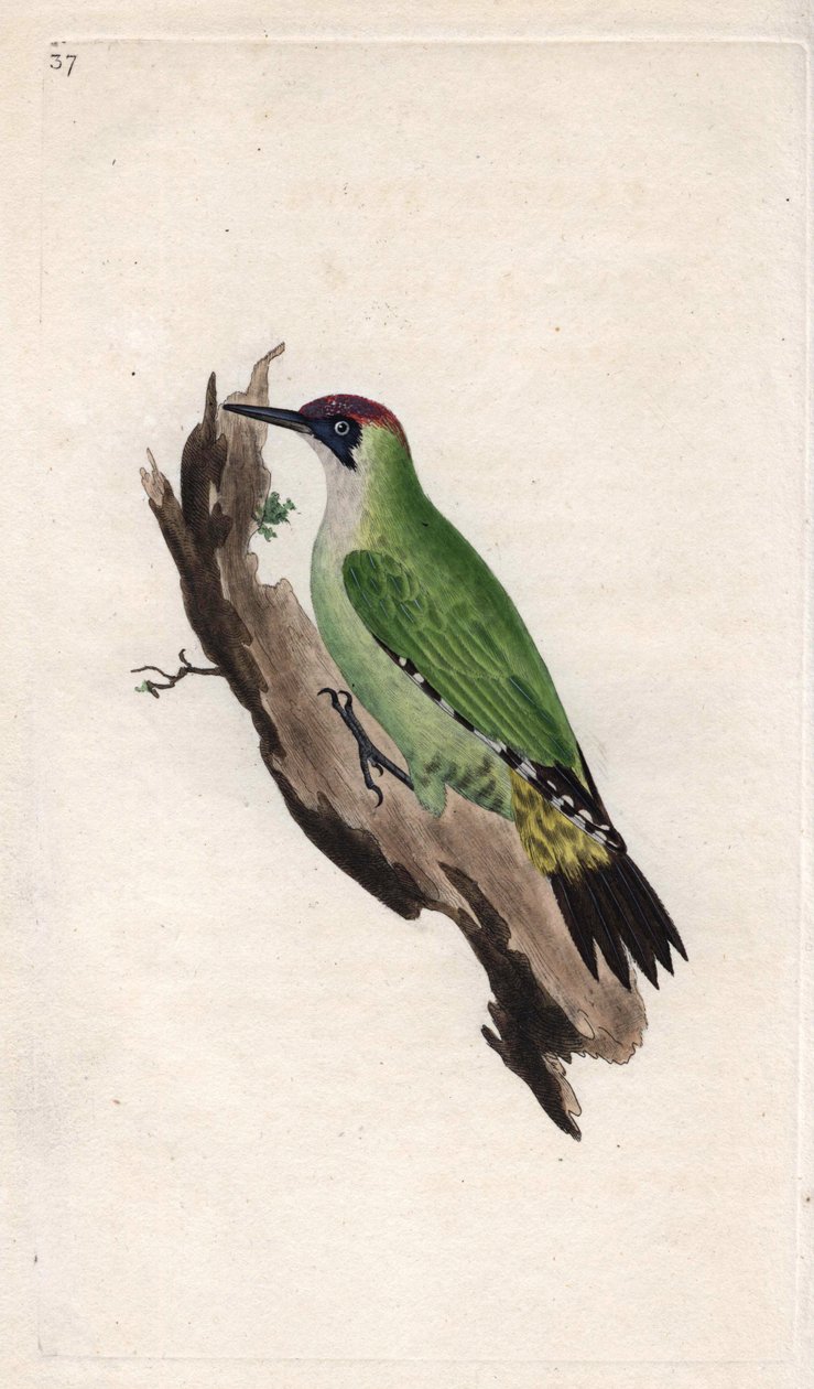 Picchio verde, Picus viridis. Incisione a rame di Edward Donovan, pubblicata in 