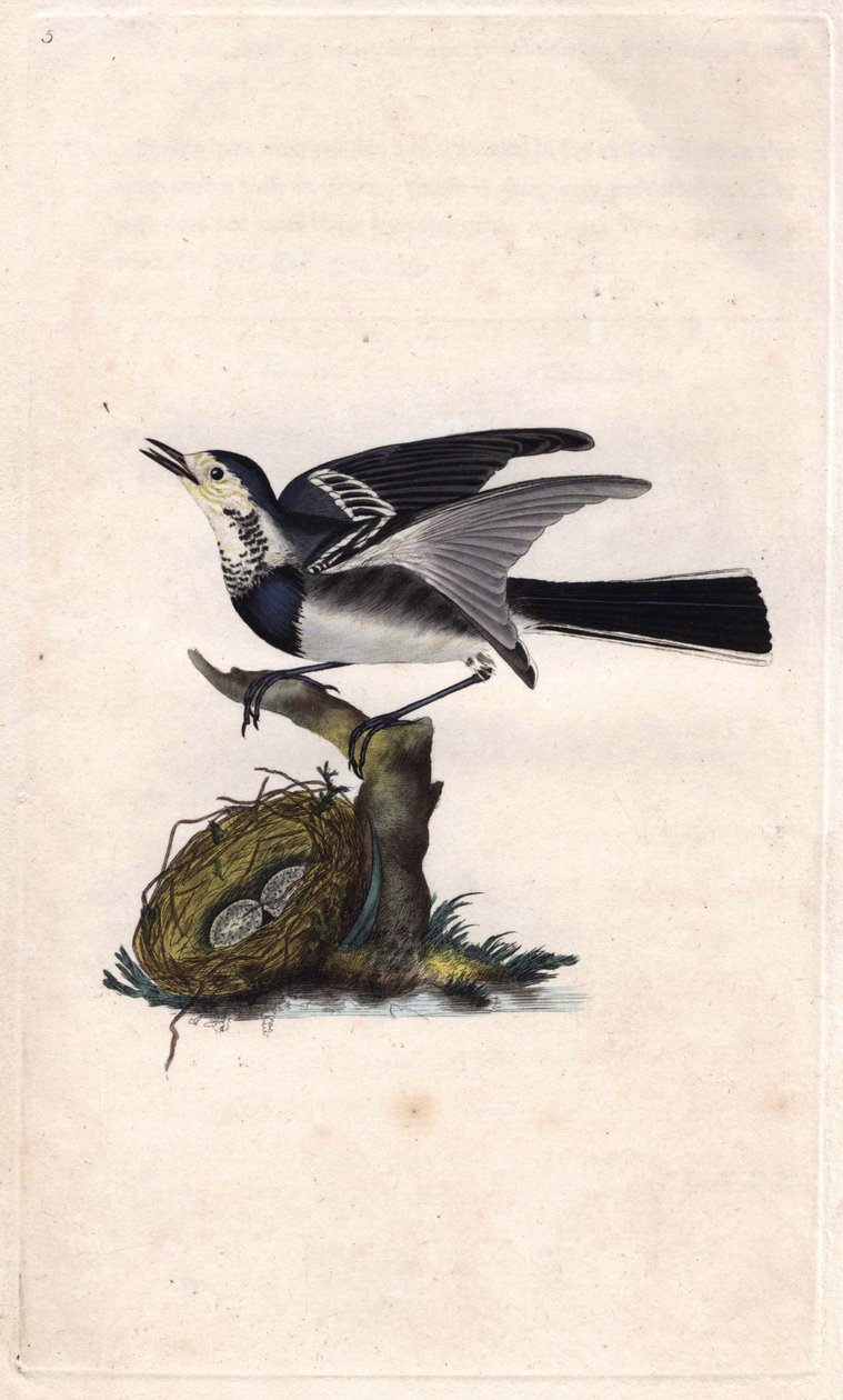 Bergeronnette grigia. Motacilla alba. Incisione su rame di Edward Donovan, pubblicata in Histoire naturelle des oiseaux britanniques, Londra da Edward Donovan