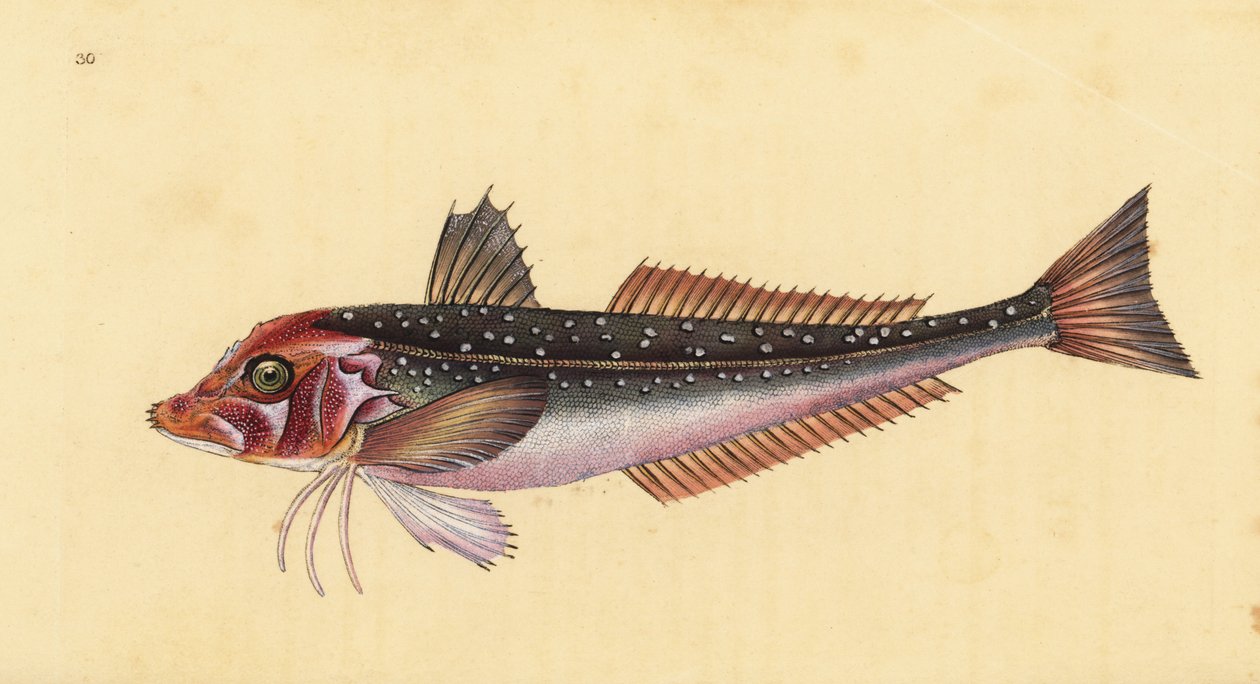 Eutrigla gurnardus (Trigla gurnardus). Incisione a mano colorata disegnata e incisa da Edward Donovan dal suo Natural History of British Fishes, Donovan e F.C. e J. Rivington, Londra da Edward Donovan