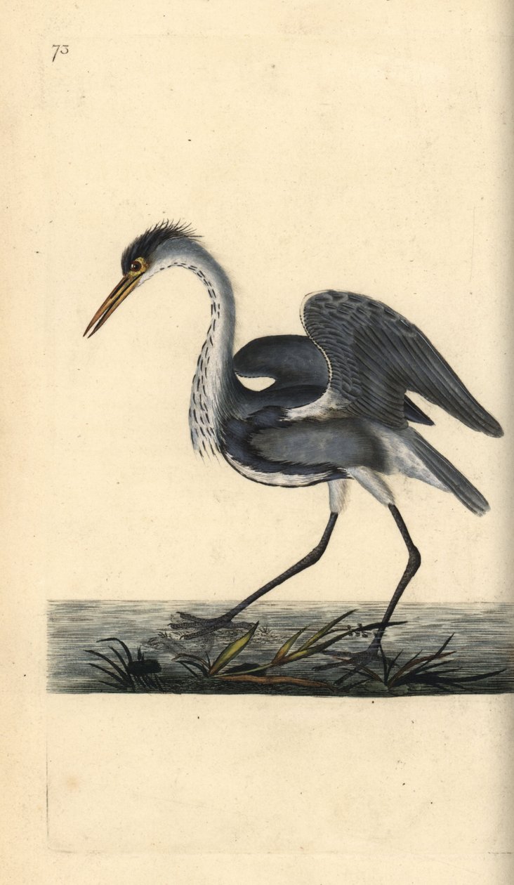 Ardea cinerea. Incisione a mano colorata disegnata e incisa da Edward Donovan dal suo "Natural History of British Birds," Londra da Edward Donovan