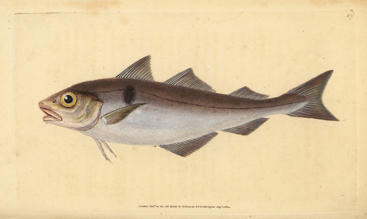Melanogrammus aeglefinus (Gadus aeglefinus). Vulnerabile. Incisione a mano colorata disegnata e incisa da Edward Donovan dal suo "Natural History of British Fishes", Donovan e F.C. e J. Rivington, Londra da Edward Donovan