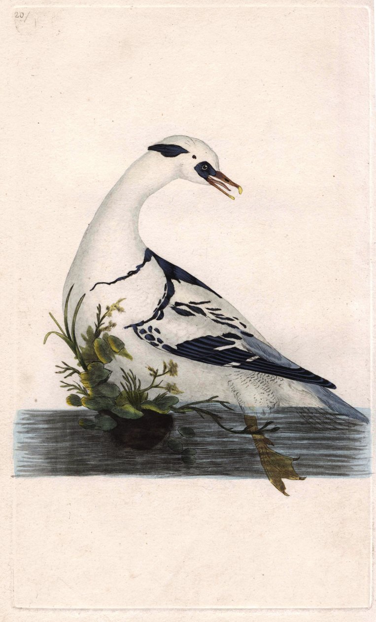 Smergo minore, Mergus albellus. Incisione a rame di Edward Donovan, pubblicata in 