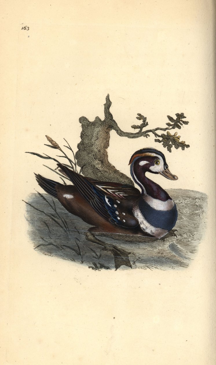 Anatra arlecchino, Histrionicus histrionicus da Edward Donovan