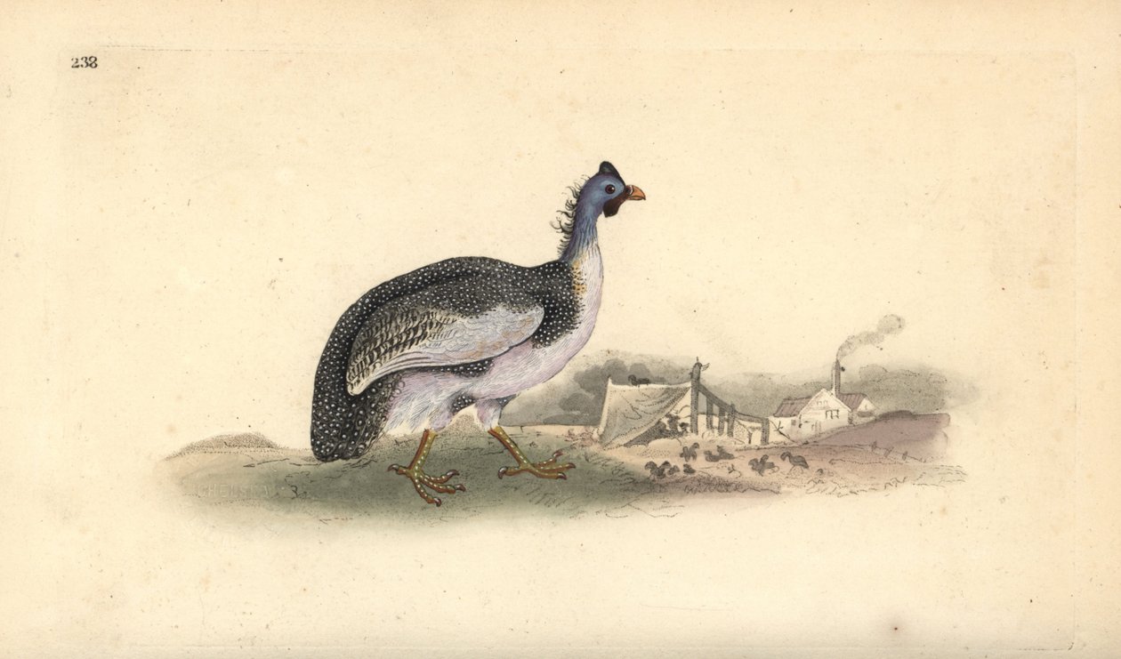 Numida meleagris. Incisione a mano colorata disegnata e incisa da Edward Donovan dal suo "Natural History of British Birds," Londra da Edward Donovan
