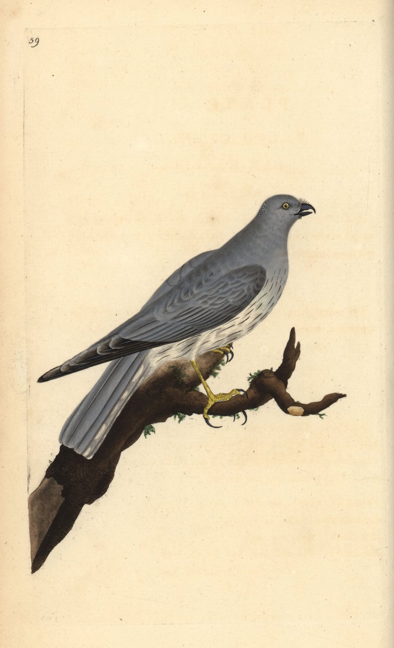 Albanella reale. Circus cyaneus. Incisione a mano colorata disegnata e incisa da Edward Donovan dalla sua "Storia Naturale degli Uccelli Britannici", Londra da Edward Donovan