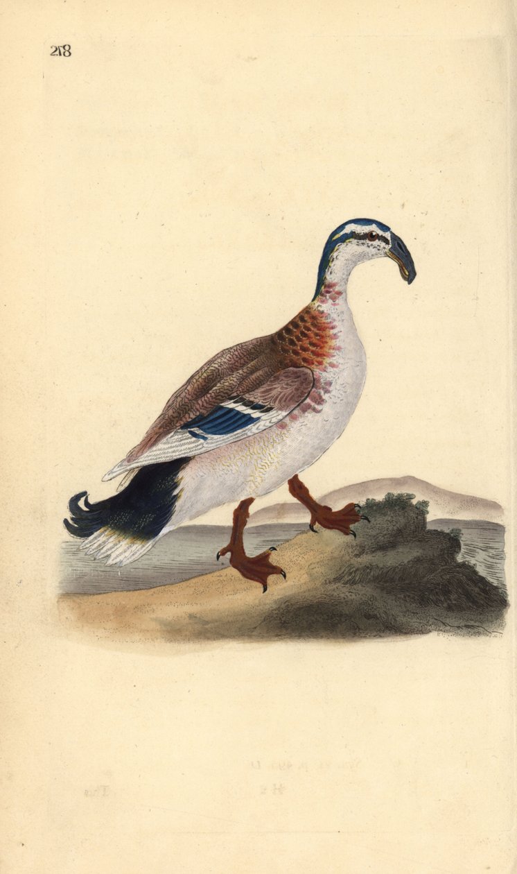 Germano reale, Anas platyrhynchos. Incisione a mano colorata disegnata e incisa da Edward Donovan dalla sua "Storia Naturale degli Uccelli Britannici", Londra da Edward Donovan