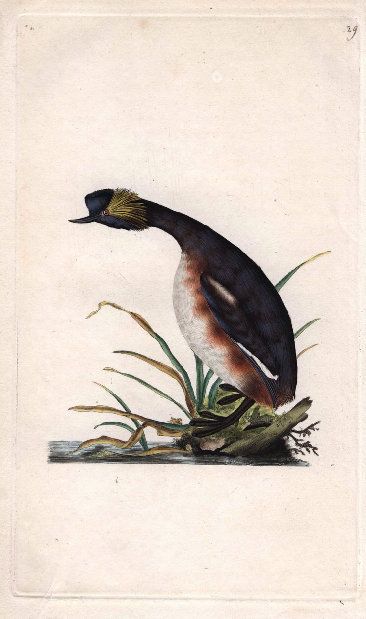 Svasso cornuto, Podiceps auritus da Edward Donovan
